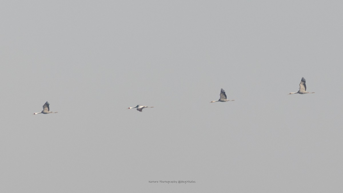 White-naped Crane - ML645766460