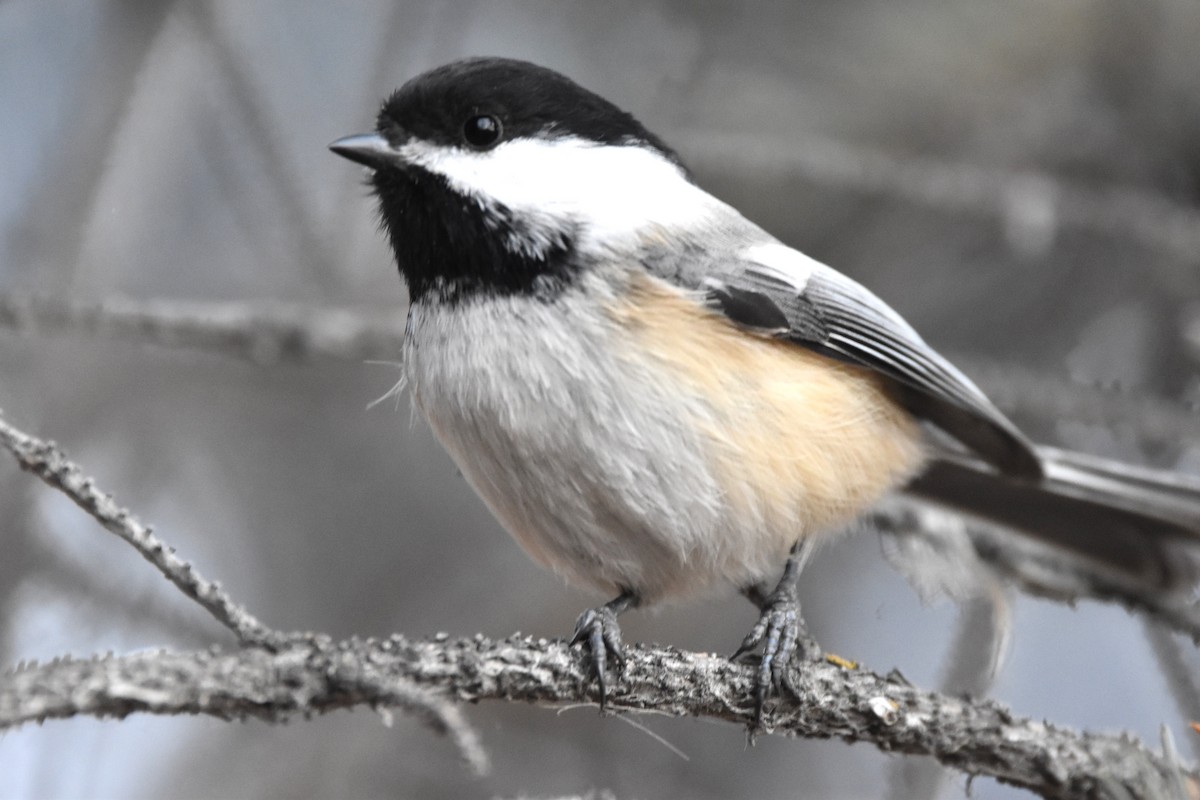 Black-capped Chickadee - ML645766461