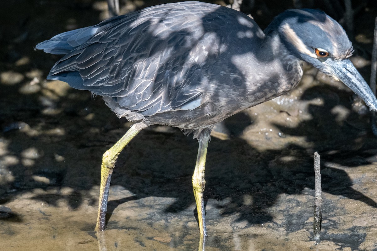 Yellow-crowned Night Heron - ML645766462