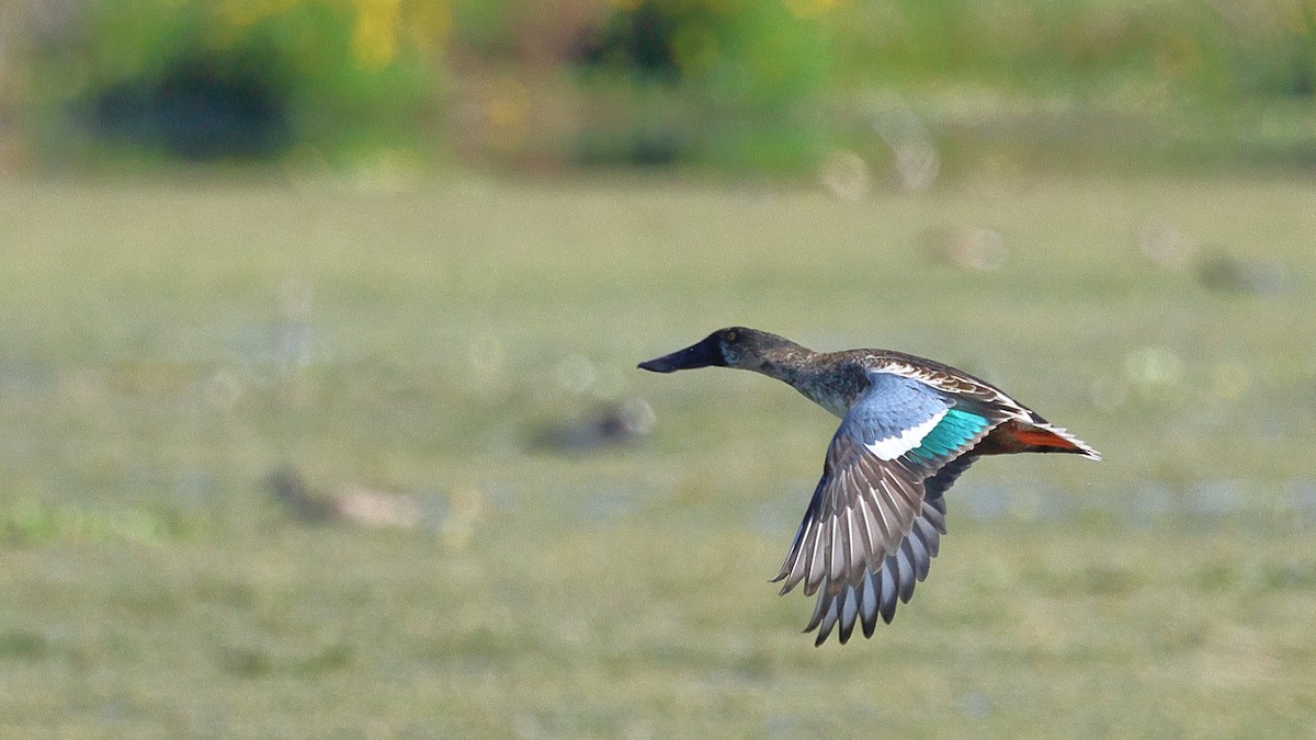 Northern Shoveler - ML645766463