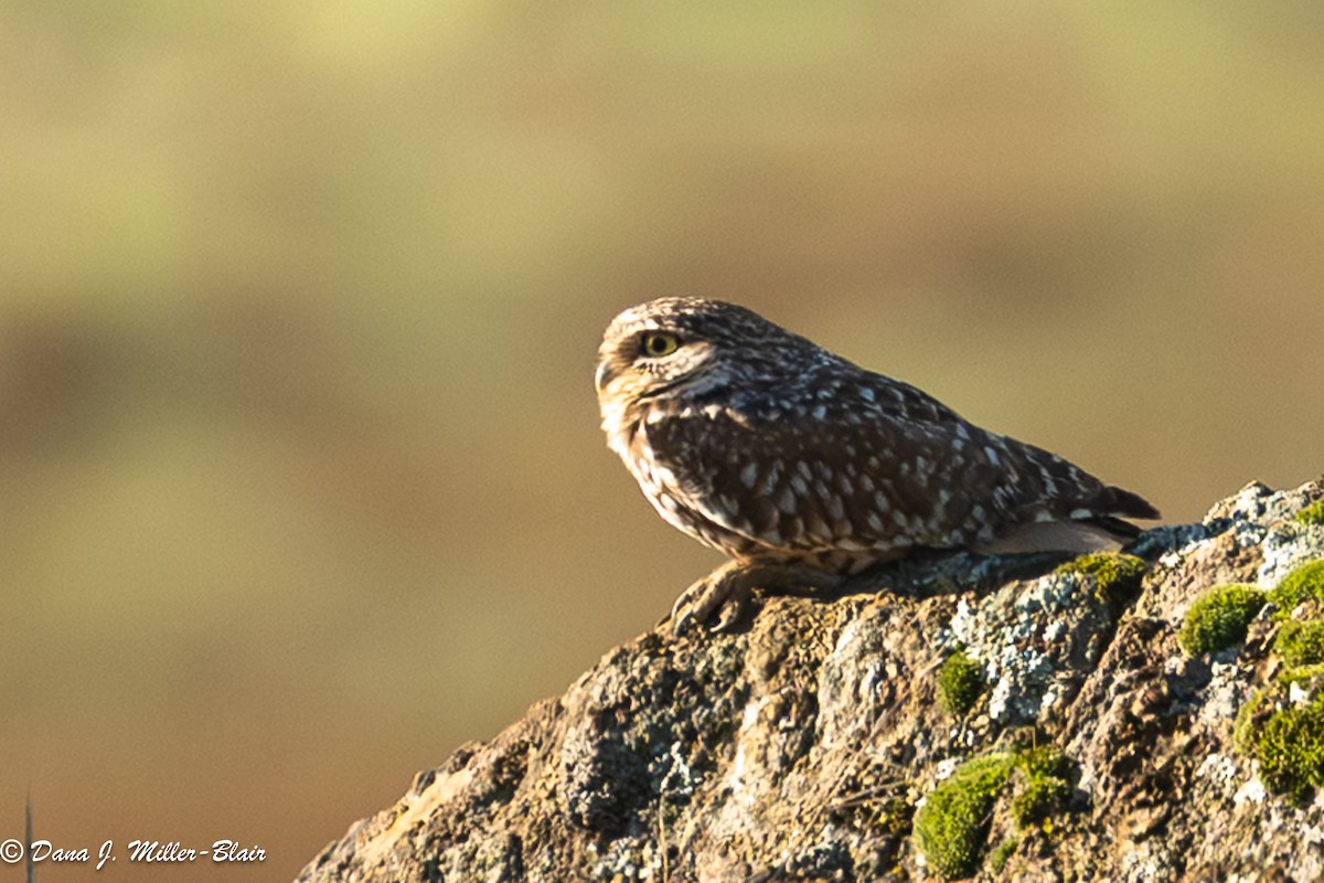 Burrowing Owl - ML645766465