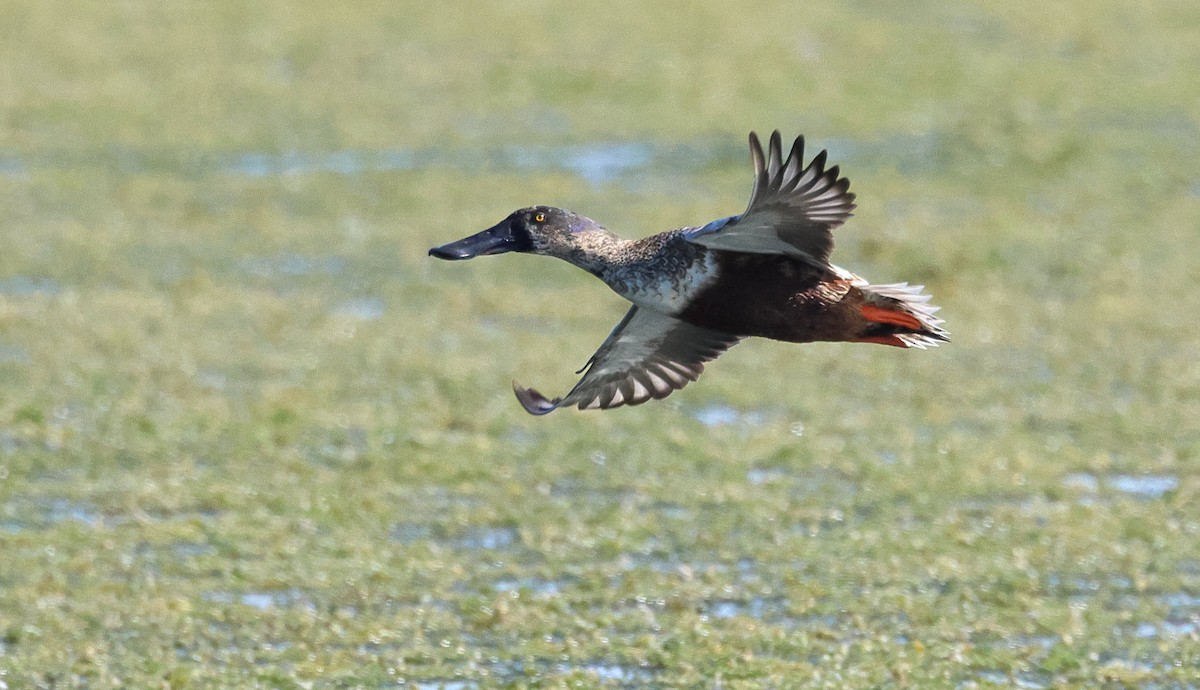 Northern Shoveler - ML645766466