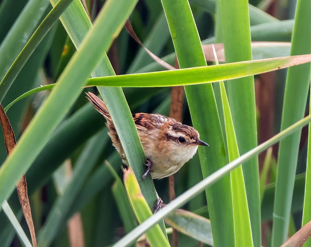 Wren-like Rushbird - ML645766467