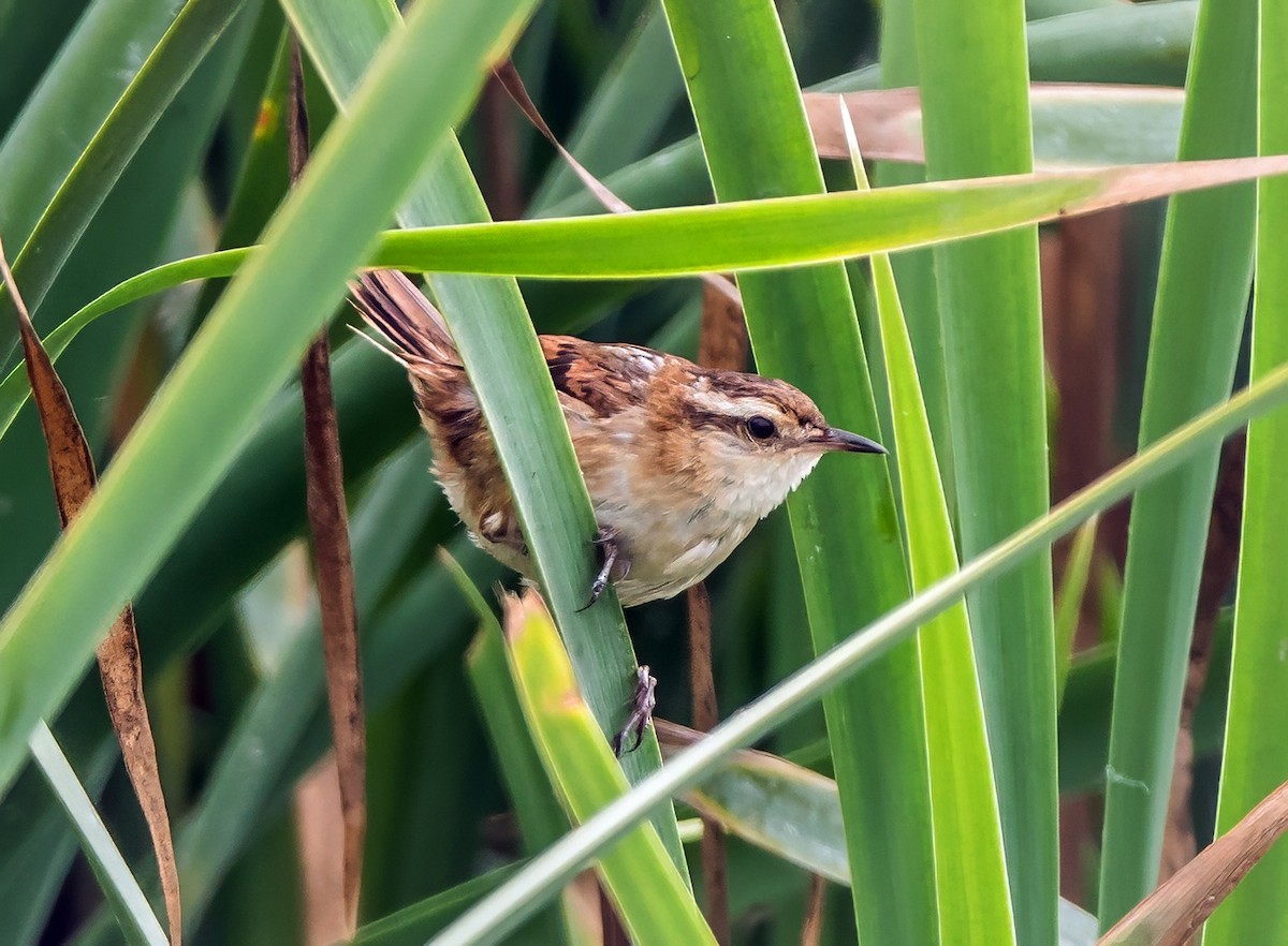 Wren-like Rushbird - ML645766468