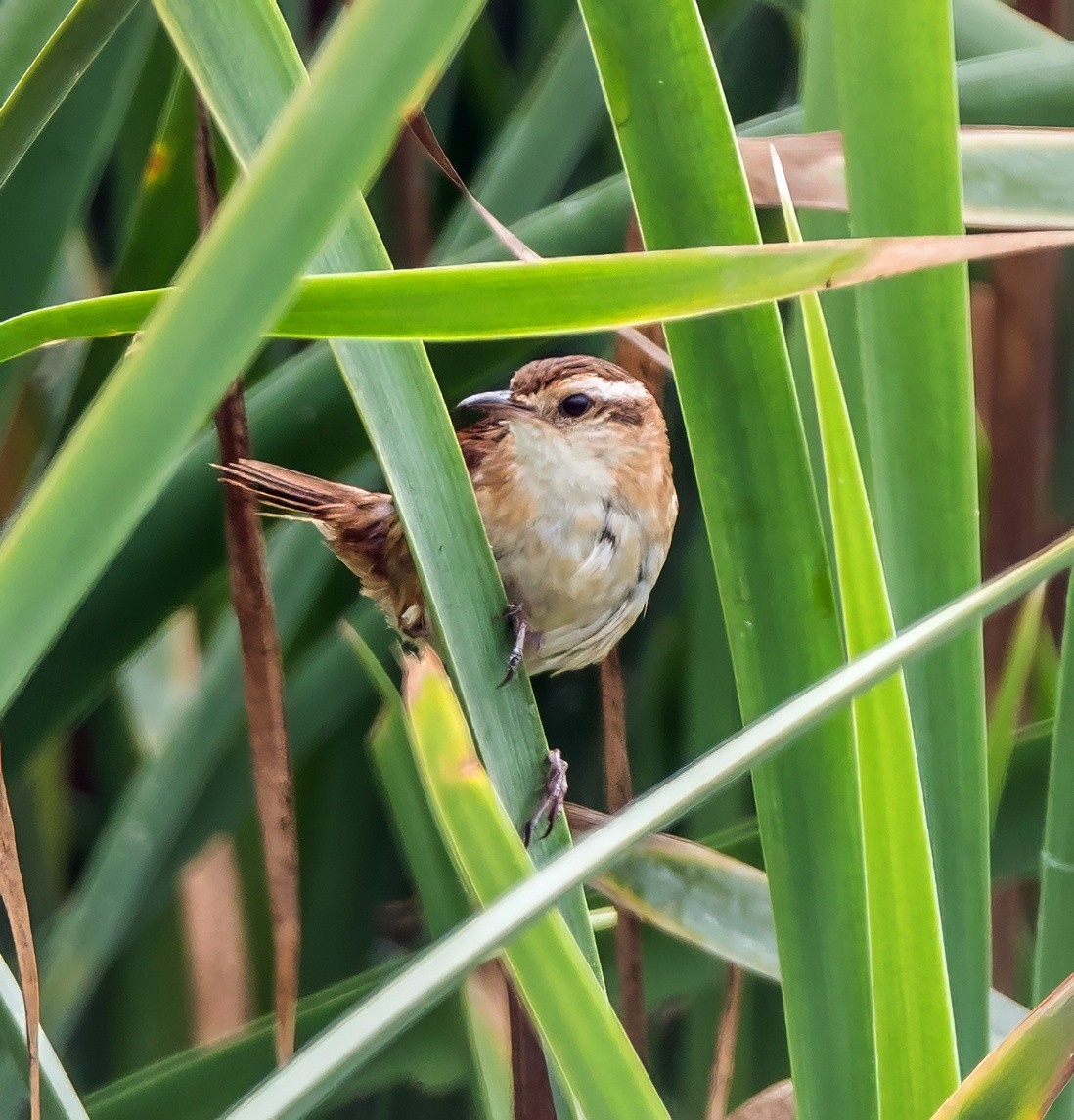 Wren-like Rushbird - ML645766469