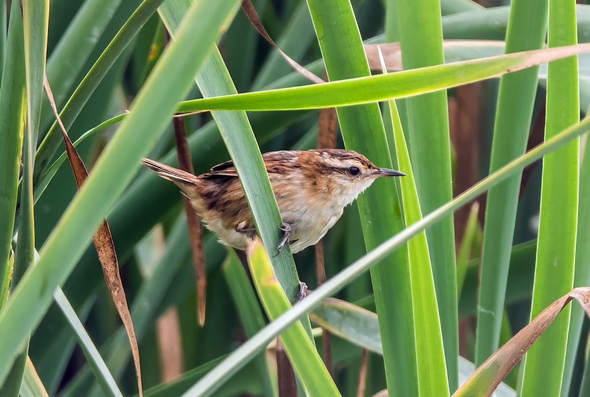 Wren-like Rushbird - ML645766470