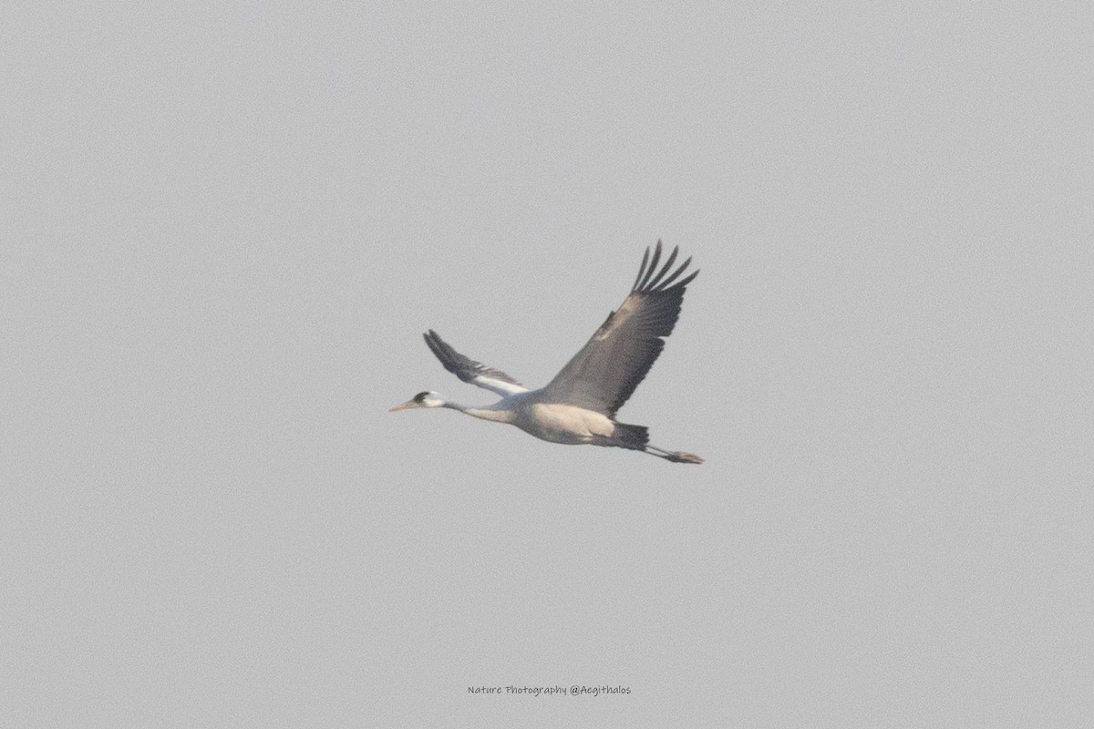 Hooded Crane - ML645766473