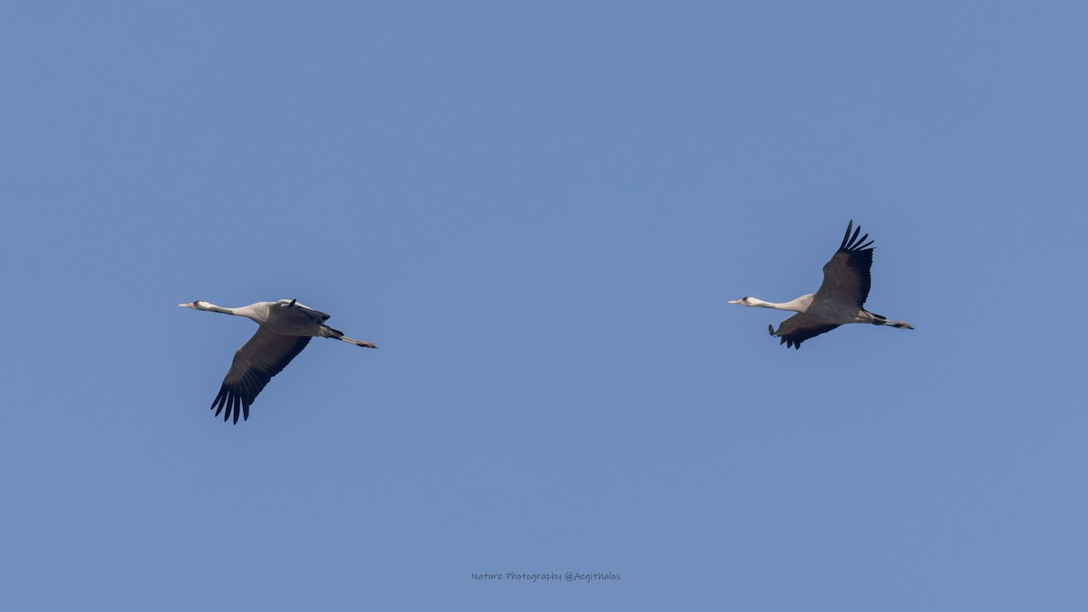 Hooded Crane - ML645766474