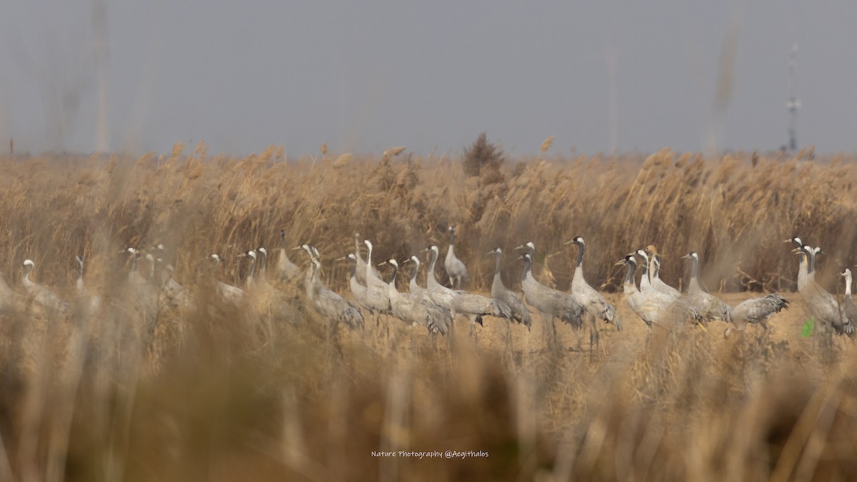 Hooded Crane - ML645766475