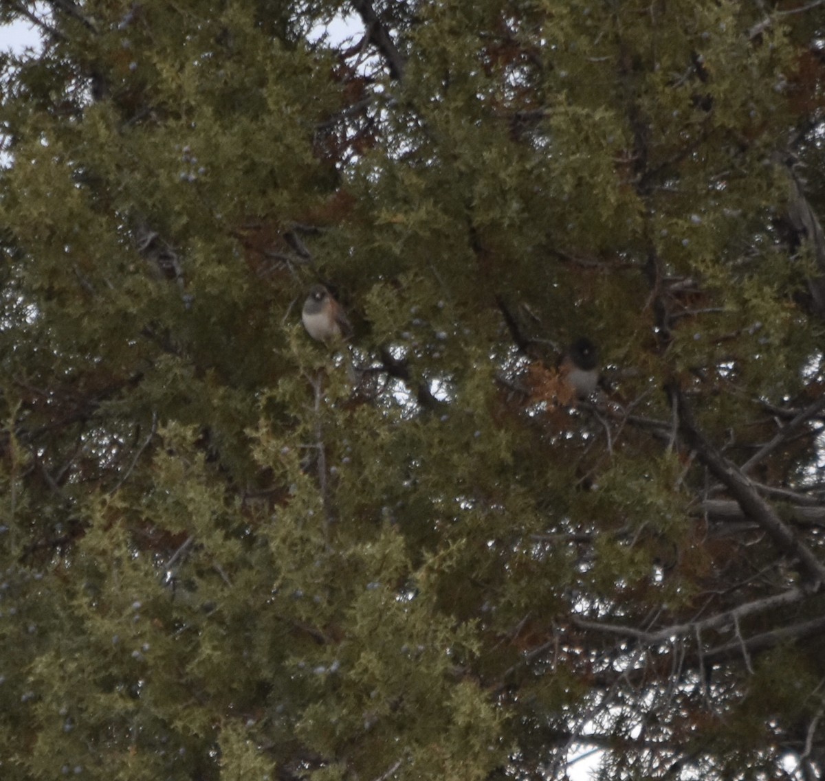 Dark-eyed Junco (Oregon) - ML645766476