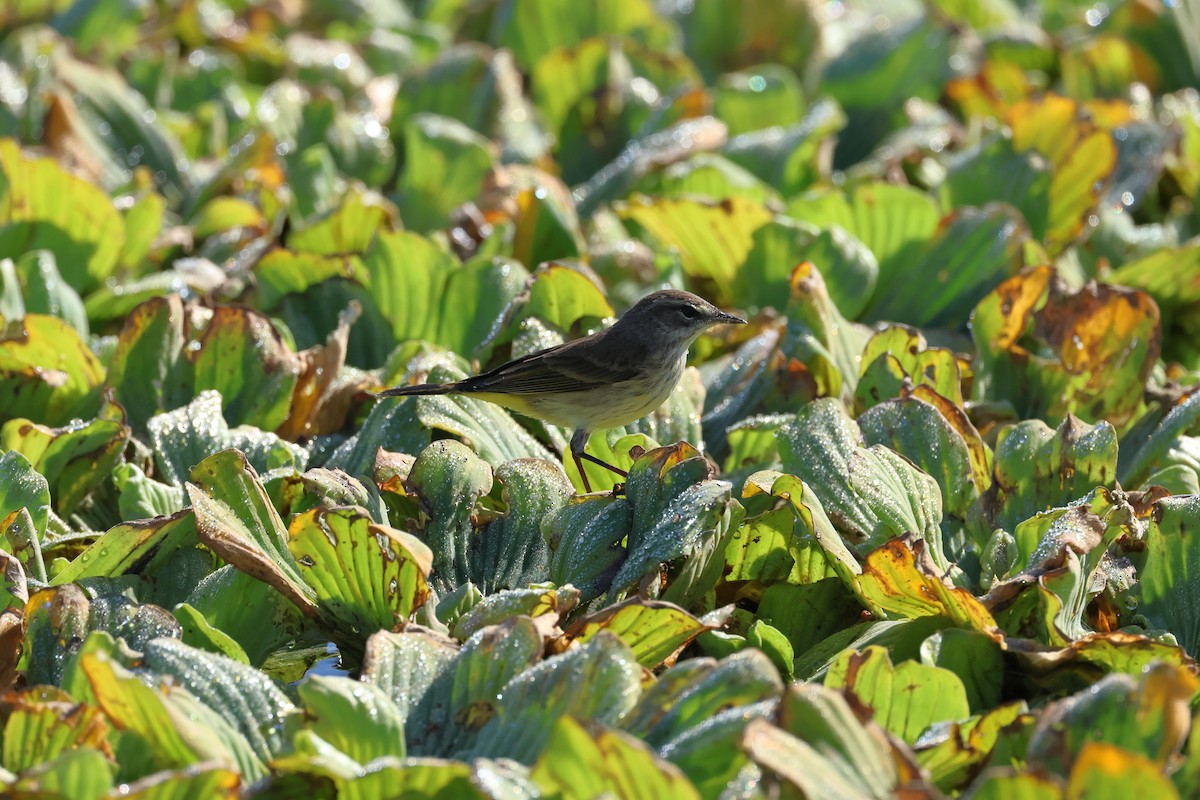 Palm Warbler - ML645766477