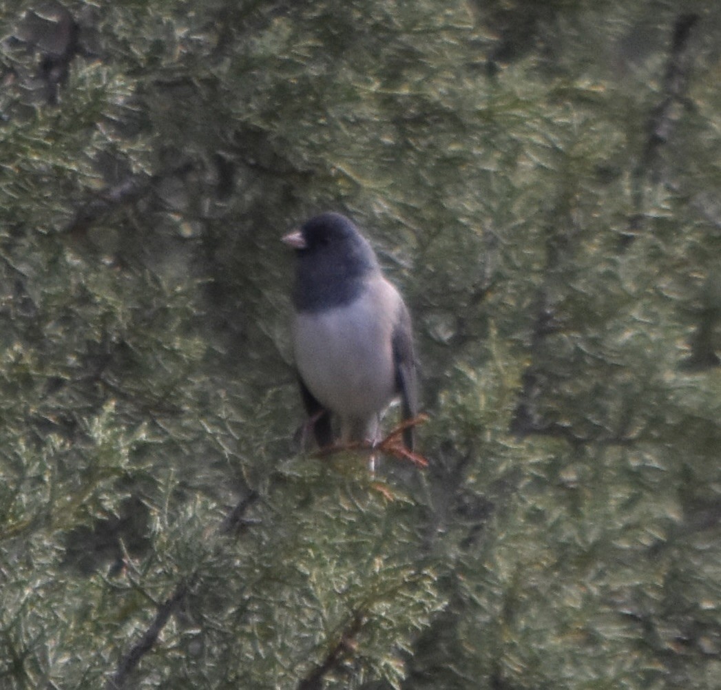 Dark-eyed Junco (Oregon) - ML645766478