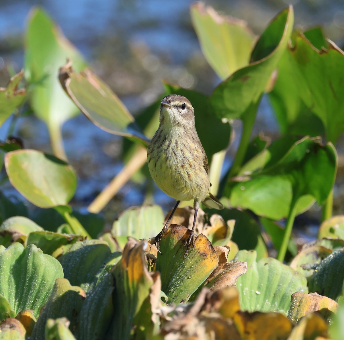 Palm Warbler - ML645766480