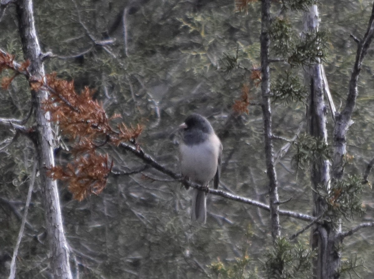 Dark-eyed Junco (Oregon) - ML645766482