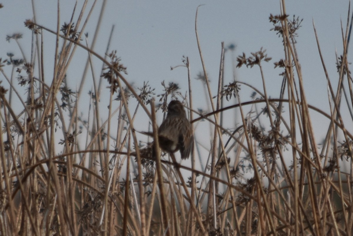 Song Sparrow - ML645766483