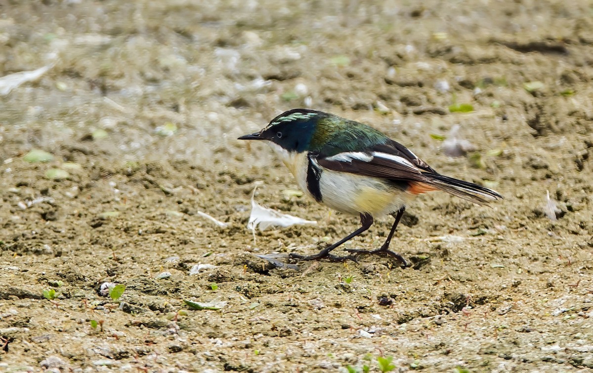 Many-colored Rush Tyrant - ML645766484