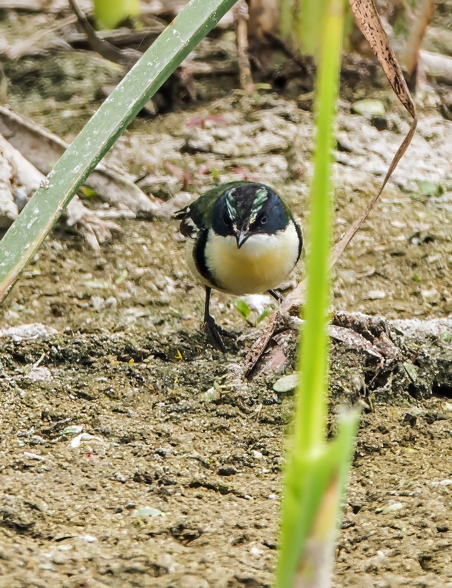 Many-colored Rush Tyrant - ML645766485