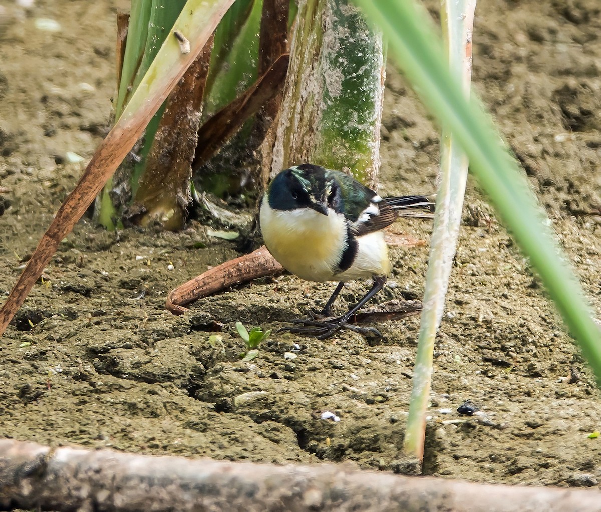 Many-colored Rush Tyrant - ML645766486