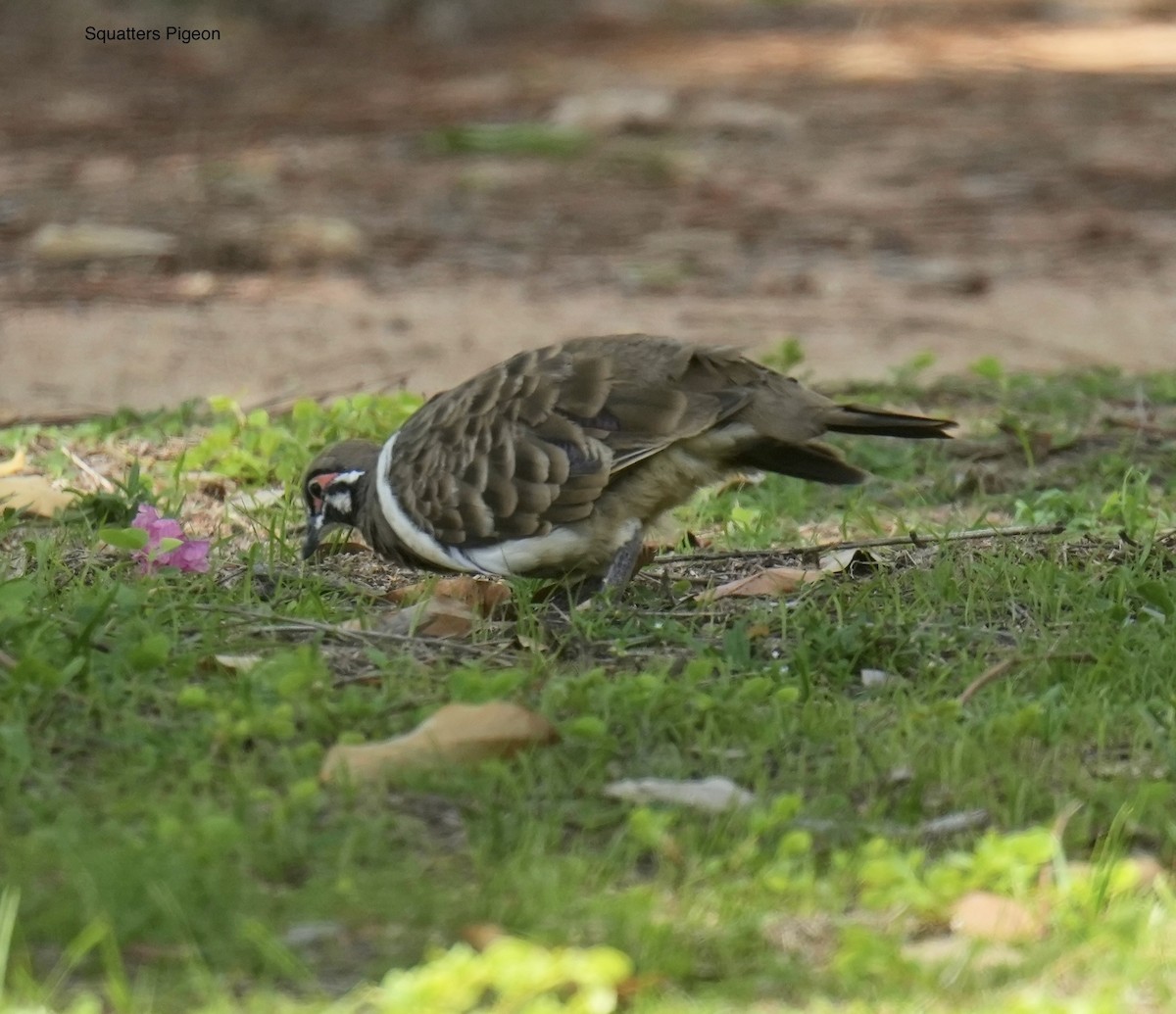 rypedue - ML645766487