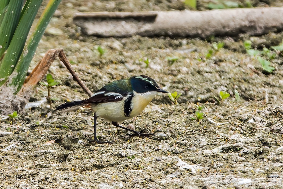 Many-colored Rush Tyrant - ML645766488