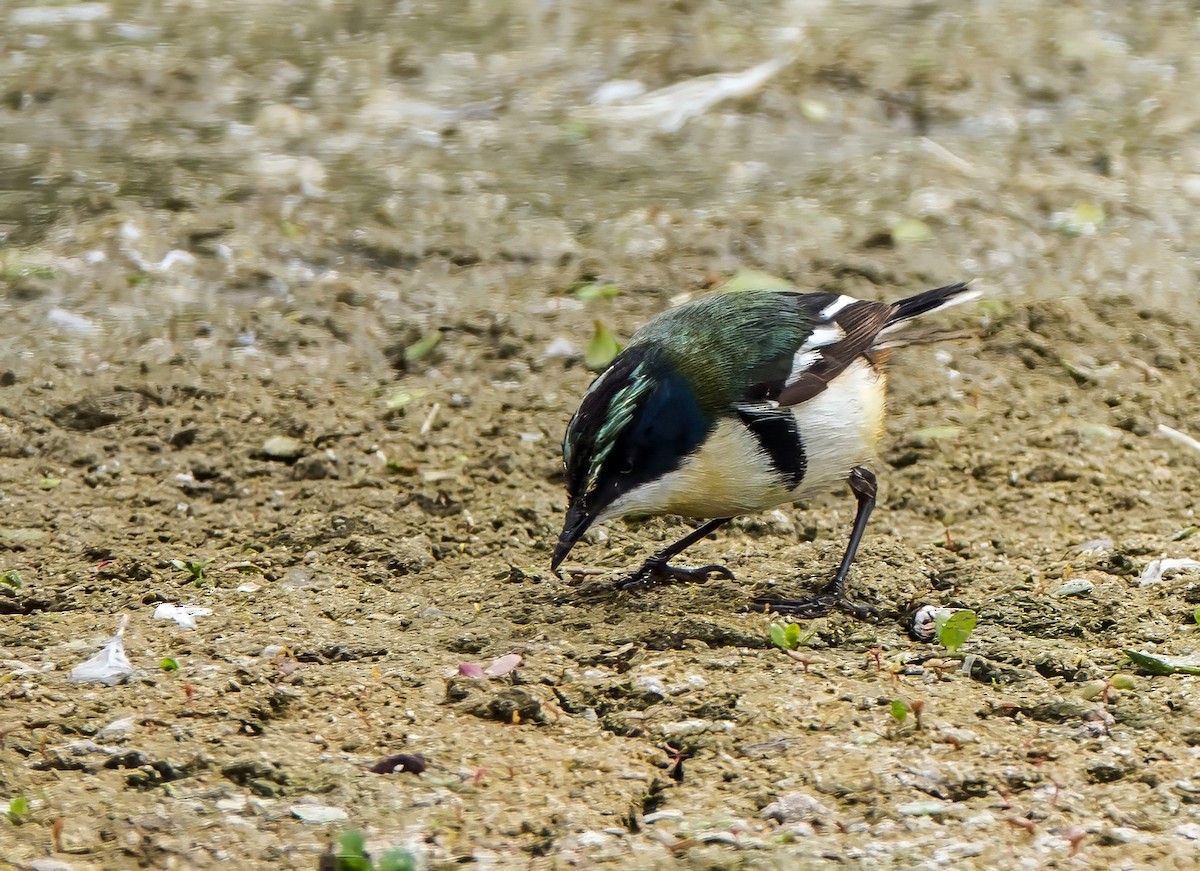 Many-colored Rush Tyrant - ML645766489