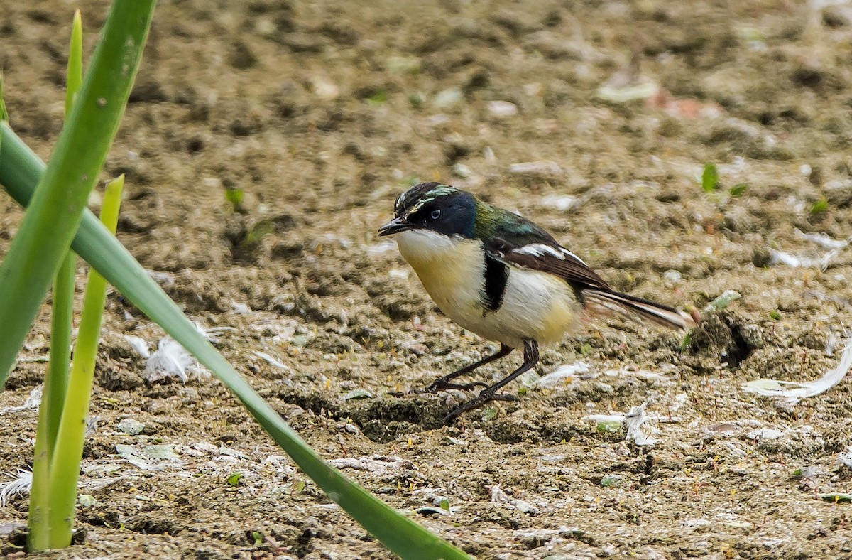 Many-colored Rush Tyrant - ML645766490