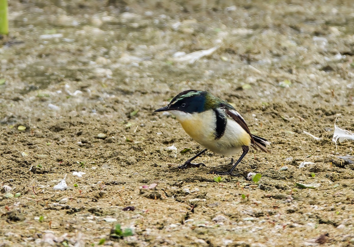 Many-colored Rush Tyrant - ML645766491