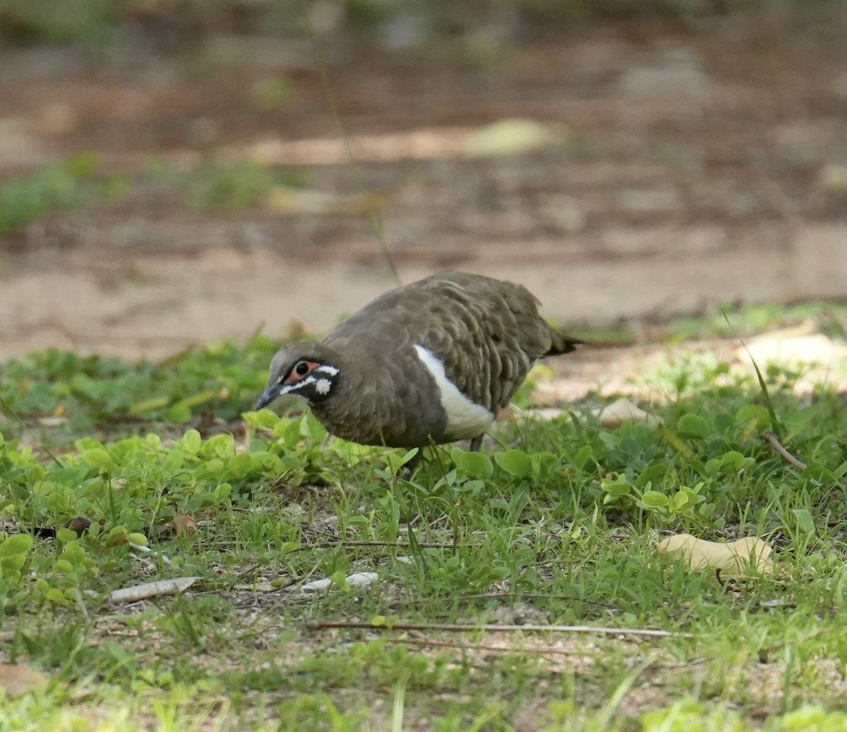 rypedue - ML645766492