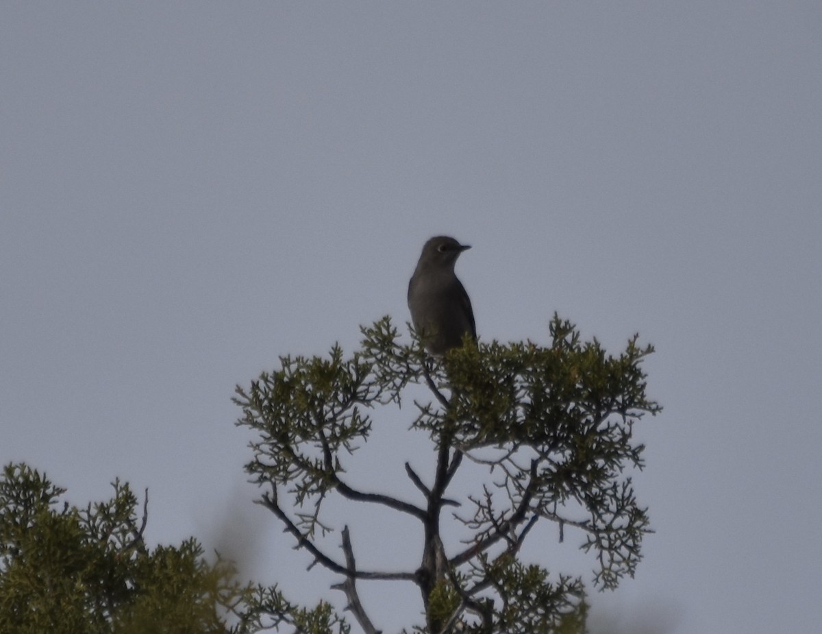 Townsend's Solitaire - ML645766501