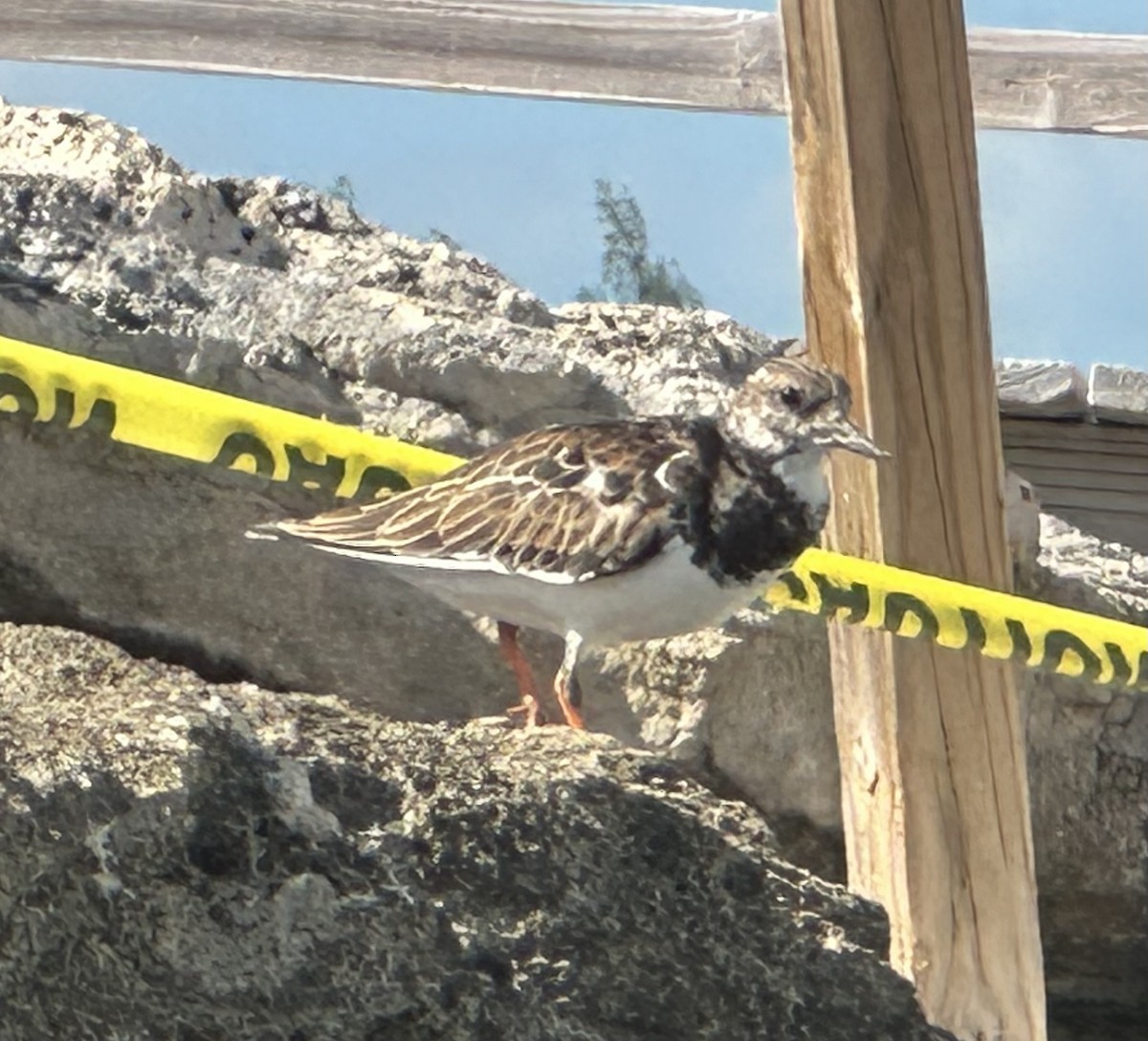 ארנריה אדמונית - ML645766508