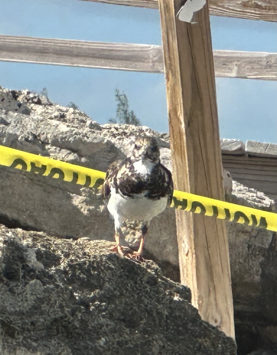 ארנריה אדמונית - ML645766509