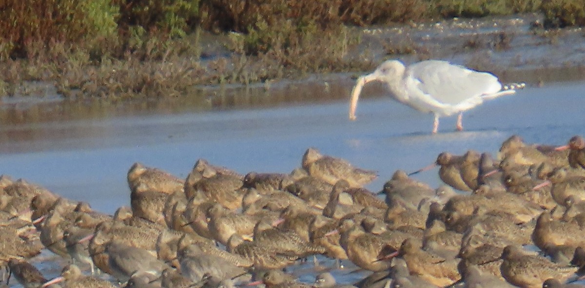 Larus sp. - ML645766512