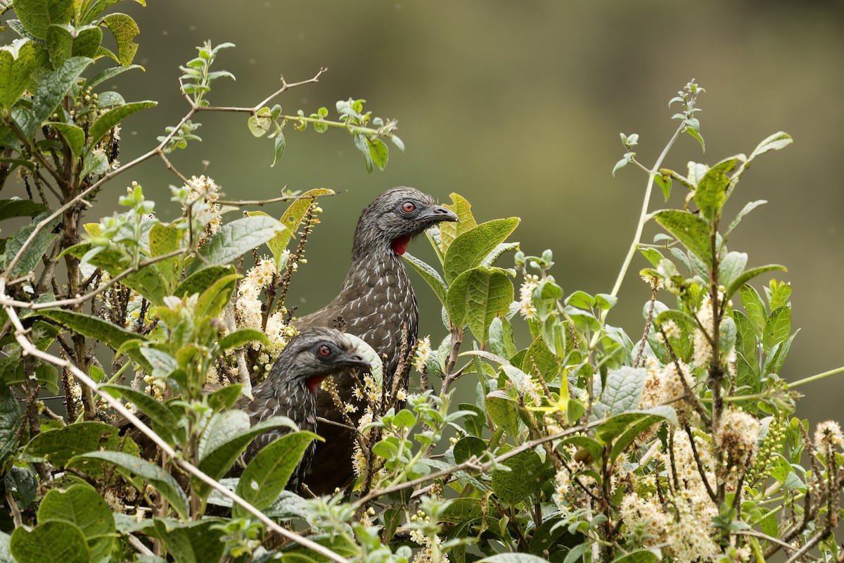 Andean Guan - ML645766515