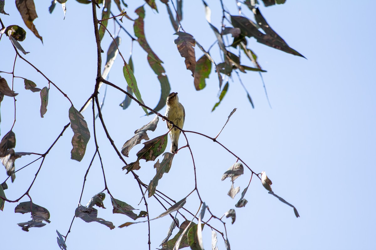 Weebill - ML645766520