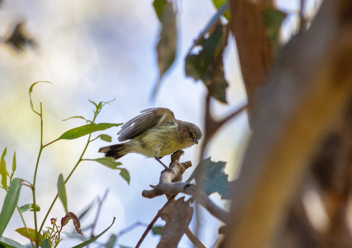 Weebill - ML645766521