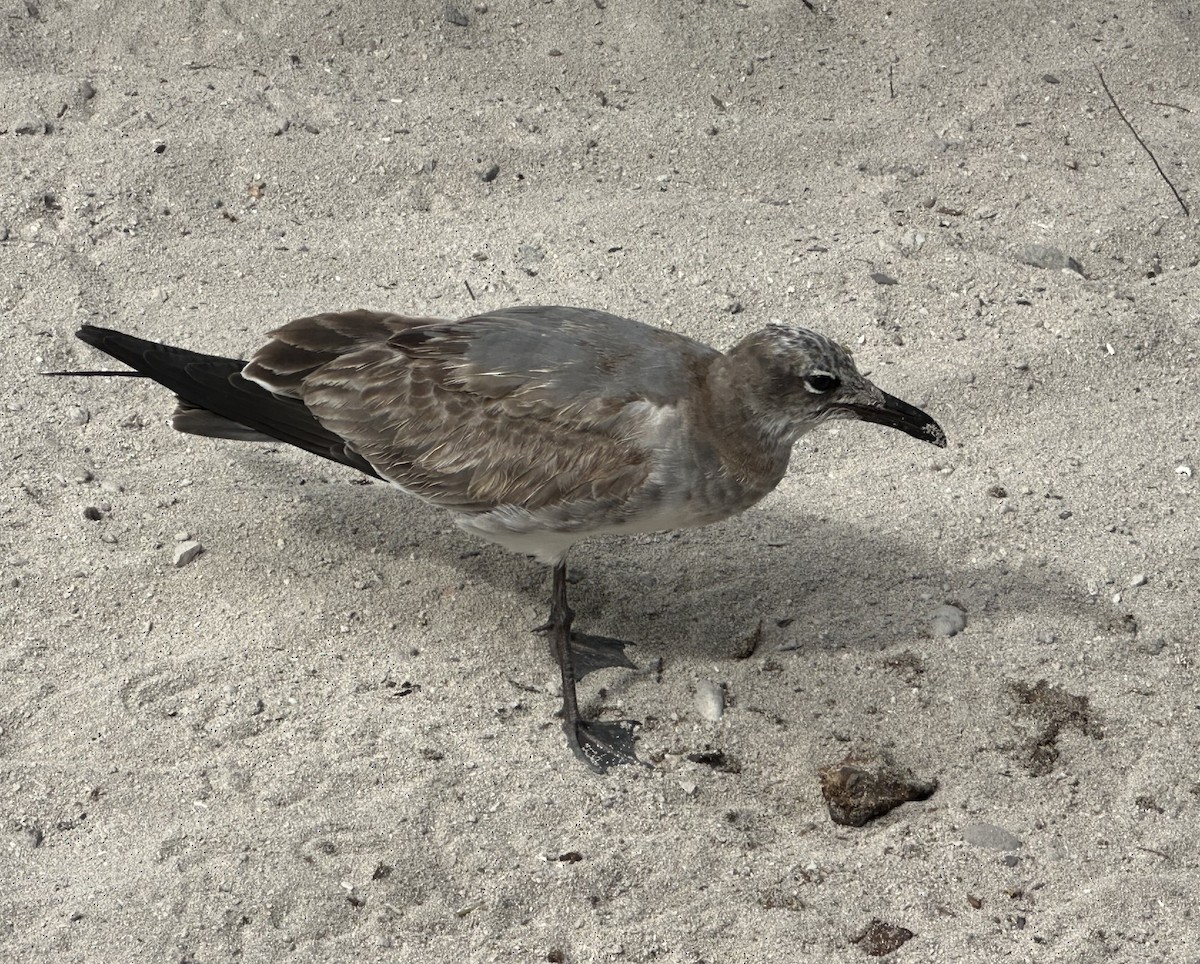 שחף צוחק - ML645766522