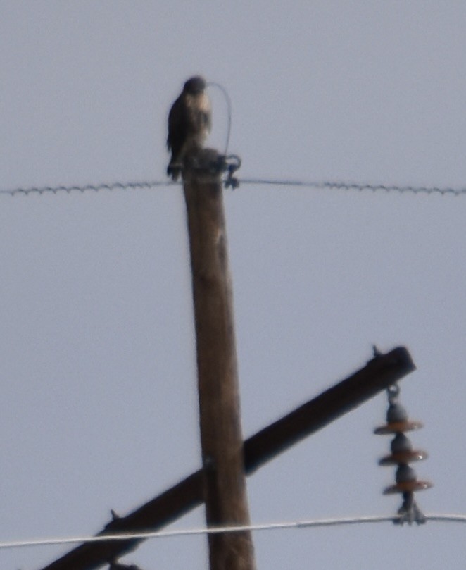 Red-tailed Hawk - ML645766526