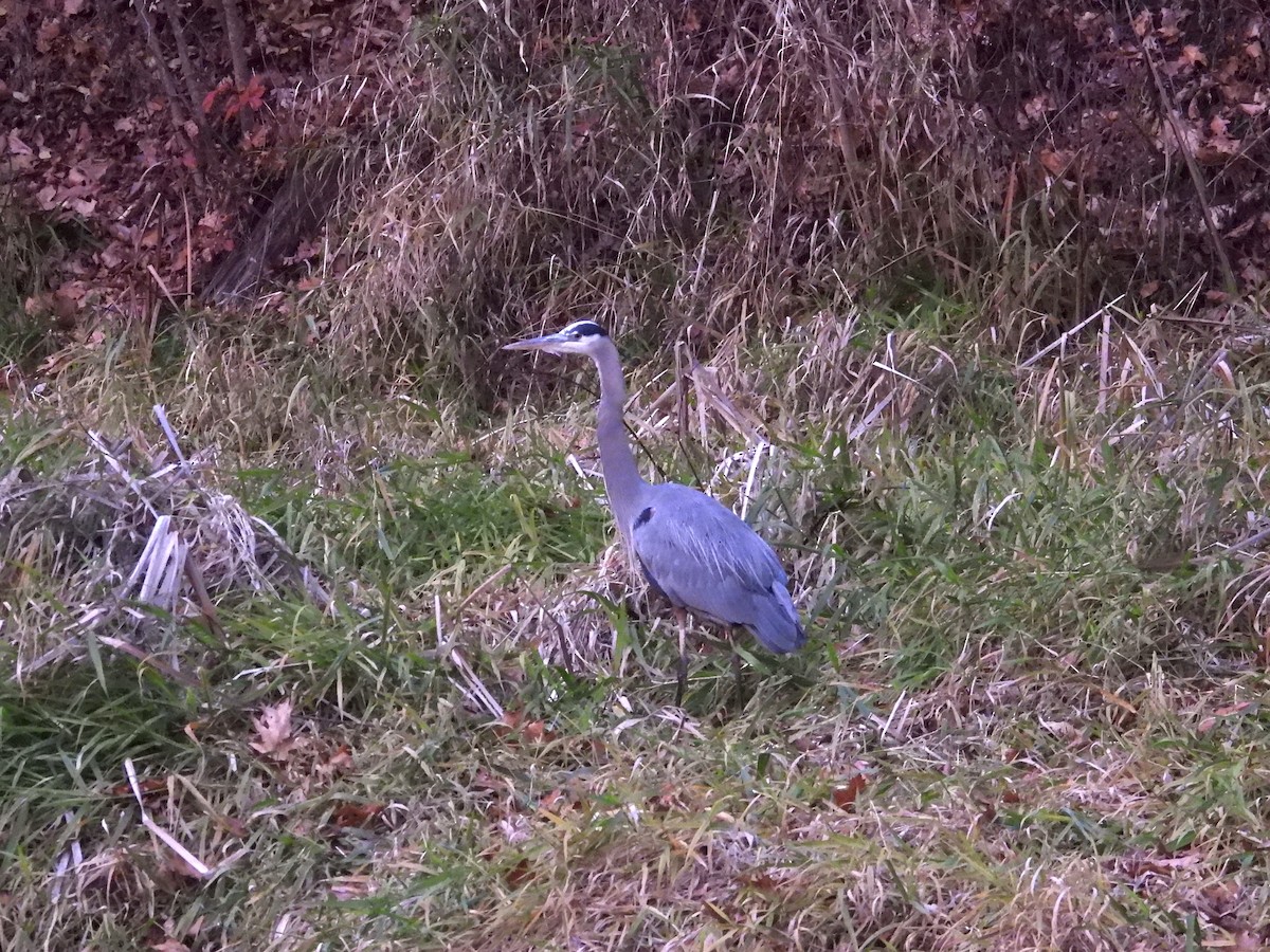 Great Blue Heron - ML645766527