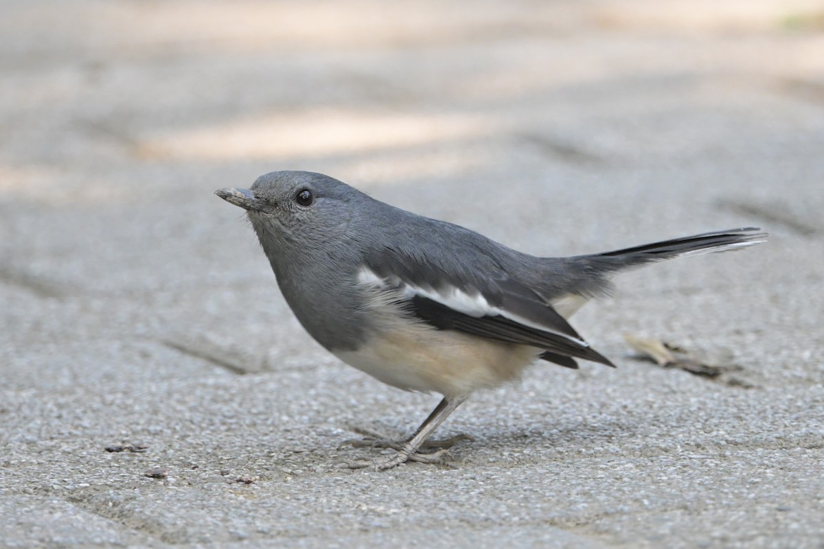 Oriental Magpie-Robin (Oriental) - ML645766528