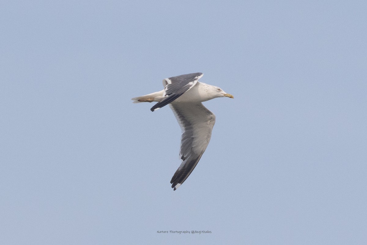 Zafferano - ML645766539