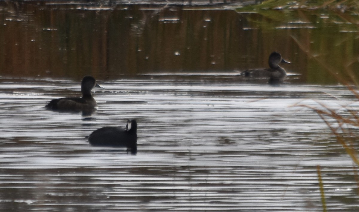 Ring-necked Duck - ML645766540