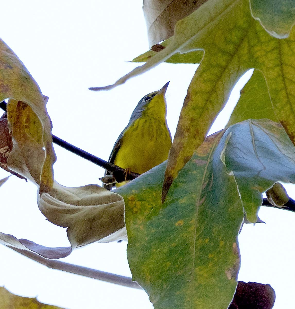 Canada Warbler - ML645766543
