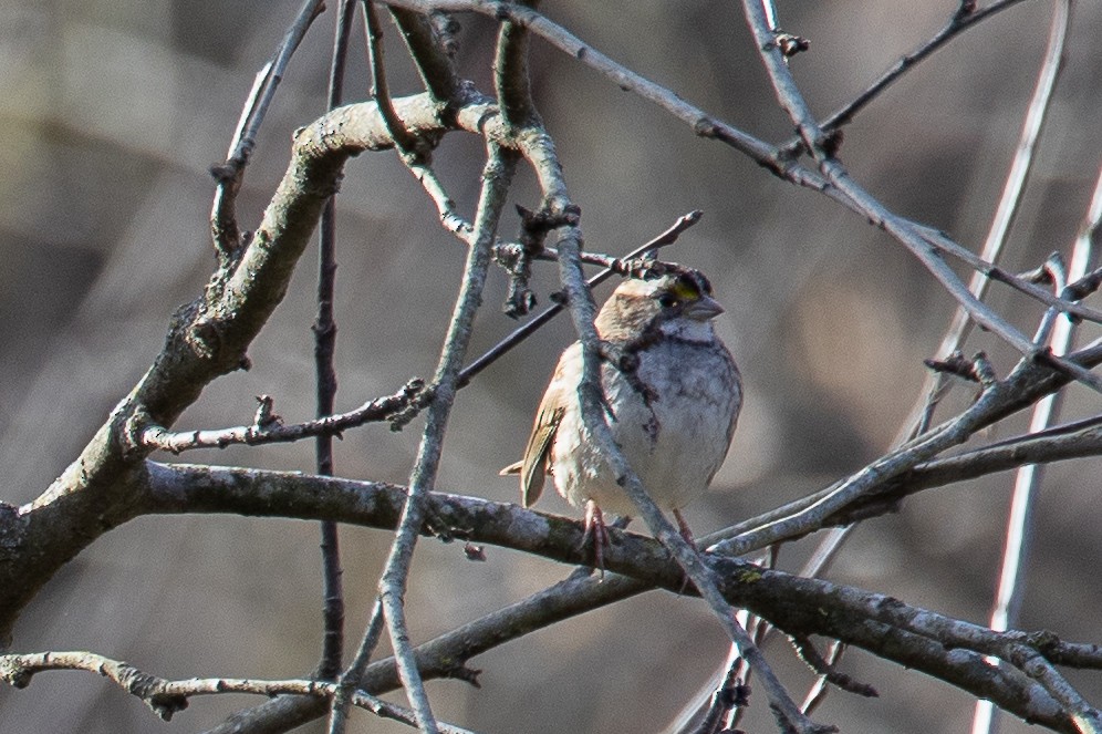 White-throated Sparrow - ML645766548