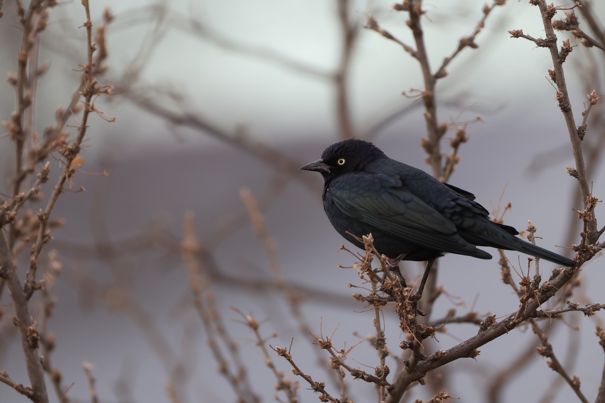 テリムクドリモドキ - ML645766573