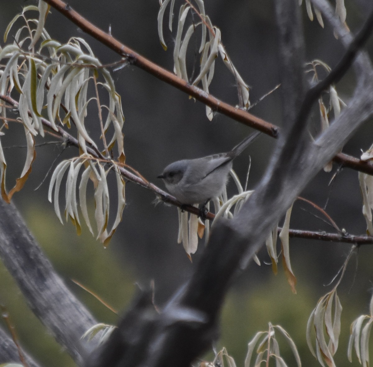 Bushtit (Interior) - ML645766575