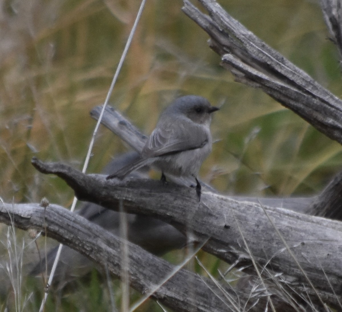 Bushtit (Interior) - ML645766578