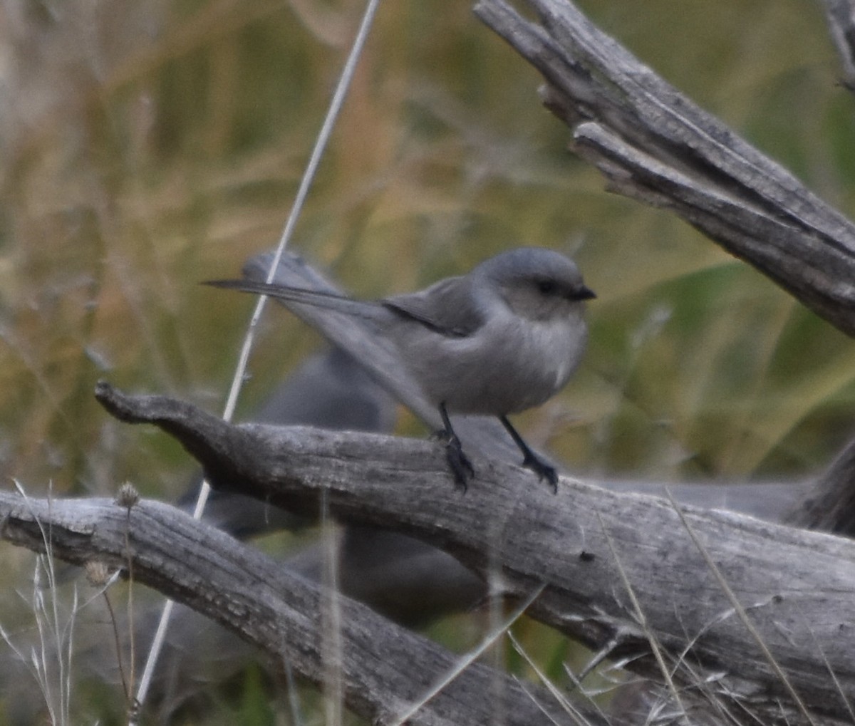 Bushtit (Interior) - ML645766582