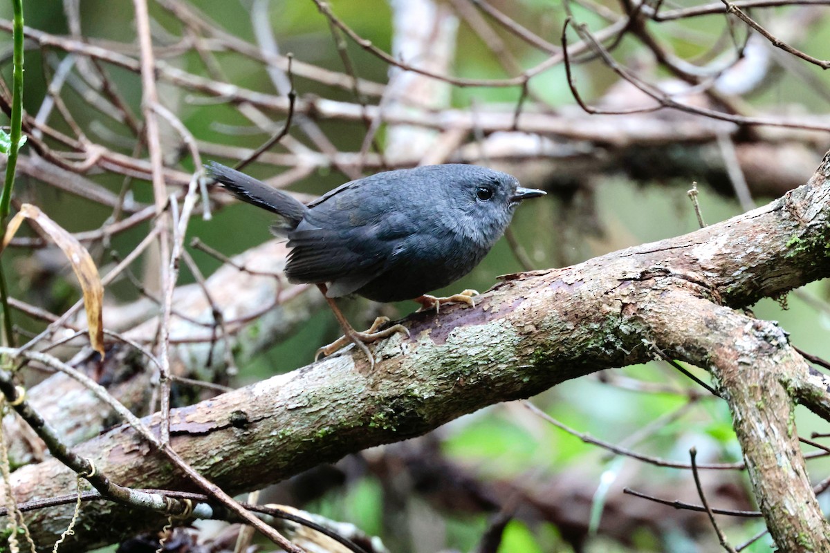 Mouse-colored Tapaculo - ML645766584