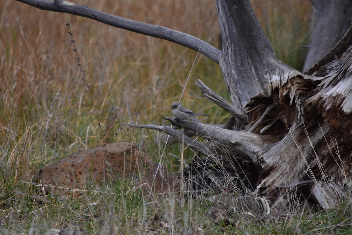 Bushtit (Interior) - ML645766585