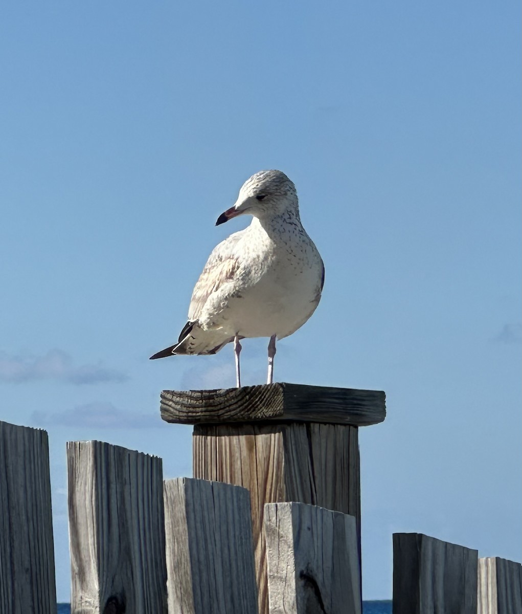 שחף עקוד-מקור - ML645766588